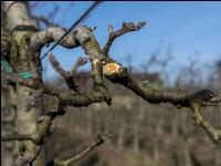 Obstbaumschnitt 45