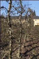 Obstbaumschnitt 43