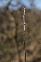 Apfeltrieb mit Mehltaubefall
