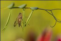 Snipe fly 2