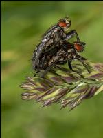 Flies pairing