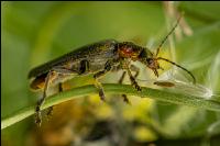 Weichkäfer auf Pippau 1
