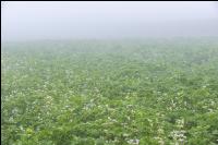 Green cover and fog 7