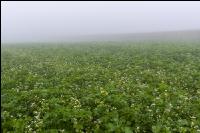 Green cover and fog 6