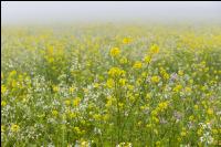 Green cover and fog 3