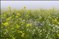 Green cover and fog 2
