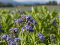 GD Gemenge mit Phaceli