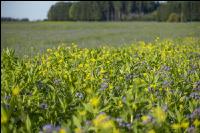 GD Gemenge mit Phaceli