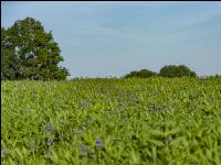 GD Gemenge mit Phaceli