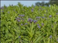 GD Gemenge mit Phaceli