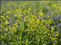 GD Gemenge mit Phaceli