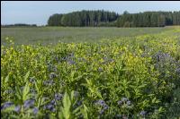 GD Gemenge mit Phaceli