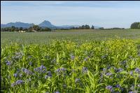 GD Gemenge mit Phaceli