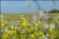 GD Gemenge mit Senf 02