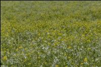 GD Gemenge mit Senf 04