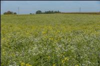 GD Gemenge mit Senf 05