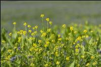 GD Gemenge mit Senf 06