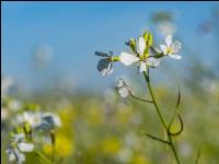 GD Gemenge mit Ölretti