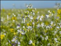 GD Gemenge mit Ölretti