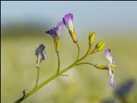 GD Gemenge mit Ölretti