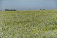 GD Gemenge mit Ölretti