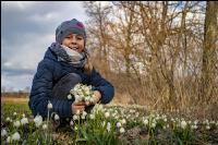 Frühlingsknotenblume 15