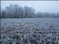 Green cover New Years day 6