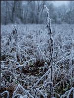 Green cover New Years day 5