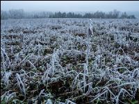 Green cover New Years day 4