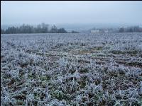 Green cover New Years day 3