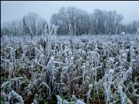 Green cover New Years day 2