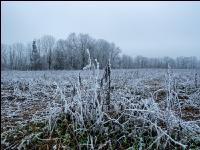 Green cover New Years day 1