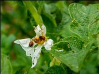 Kartoffelkäfer Larven 1