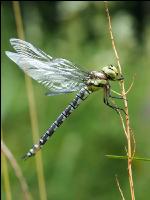 Gomphus simillimus 2