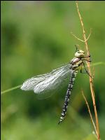 Gomphus simillimus 3