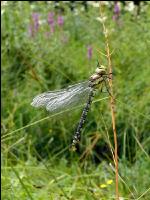 Gomphus simillimus 4