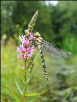 Gomphus simillimus 6