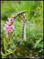 Gomphus simillimus 5