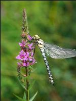 Gomphus simillimus 1