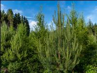 Pine reafforest 1
