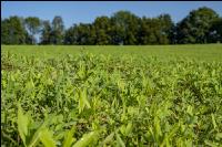 Green cover end of August 12