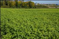 Green cover end of August 3