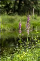 Purple loosestrife