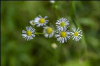 Daisy fleabane