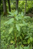 Indian balsam