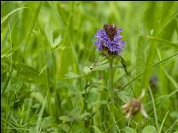 Selfheal
