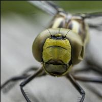 Dragonfly on loosestrife