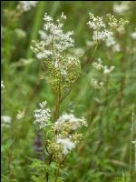 Meadowsweet