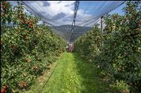 Apple harvest Puch 23