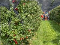 Apple harvest Puch 22